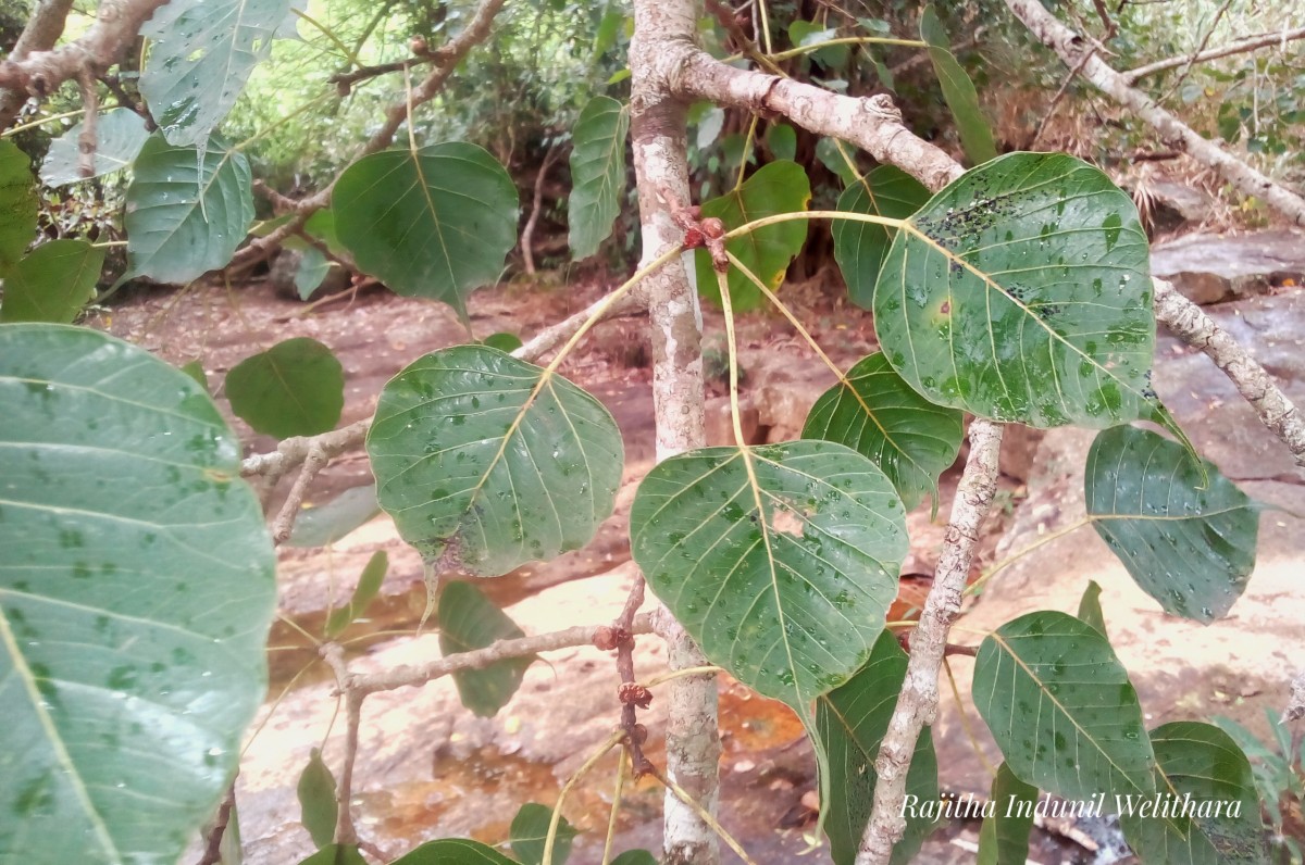 Ficus religiosa L.